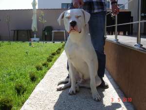 Vand Dog Argentinian
