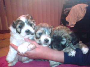 de vanzare BICHON HAVANEZ