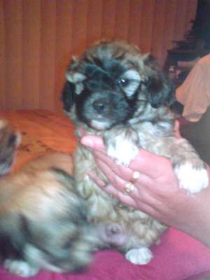 de vanzare BICHON HAVANEZ