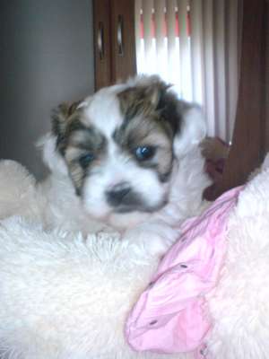 de vanzare BICHON HAVANEZ