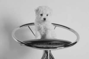 Bolognese Bichon