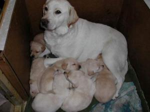 Vand puisori,  superbi de labrador retriever