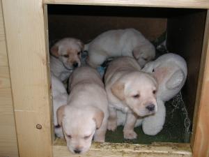 Vand puisori,  superbi de labrador retriever
