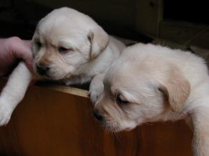 Vand puisori,  superbi de labrador retriever