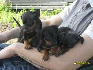 vand pinscher pitic