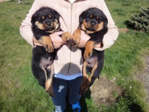 Vand. pui Rottwaeiler