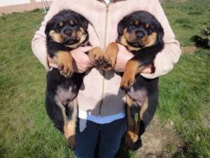 Vand. pui Rottwaeiler