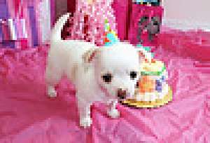 chihuahua caini