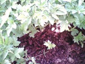 VAND RASAD LEGUME