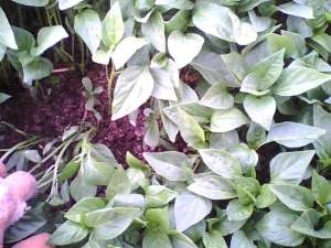 VAND RASAD LEGUME
