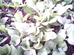 VAND RASAD LEGUME