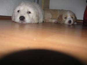 vand bichon maltez