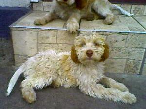 Vand catei lagotto romagnolo pentru trufe
