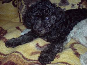 Donez pui Caniche