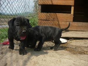 CANE CORSO de vanzare