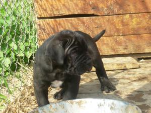 CANE CORSO de vanzare