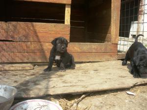 CANE CORSO de vanzare
