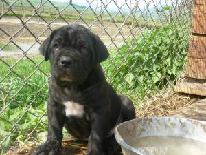 CANE CORSO de vanzare