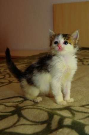 Minnie,  pisicuta pufoasa adorabila