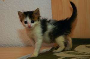 Minnie,  pisicuta pufoasa adorabila