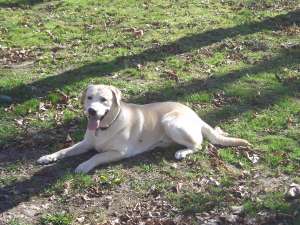 labrador mascul monta