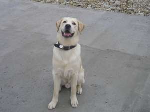 labrador mascul monta