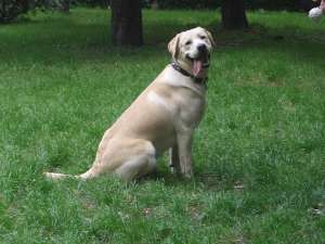 labrador mascul monta