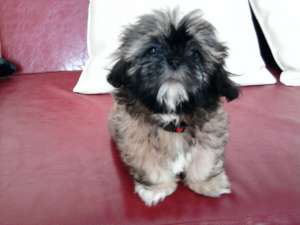 shih tzu de vanzare