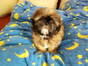 shih tzu de vanzare