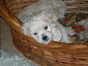 VAND CATEI BICHON FRISE