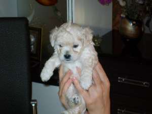 VAND CATEI BICHON FRISE