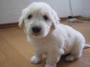 vnd urgent bachoni