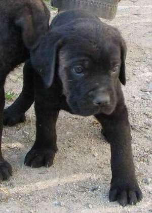 Cane Corso