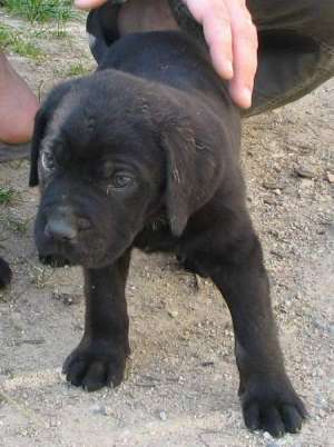 Cane Corso