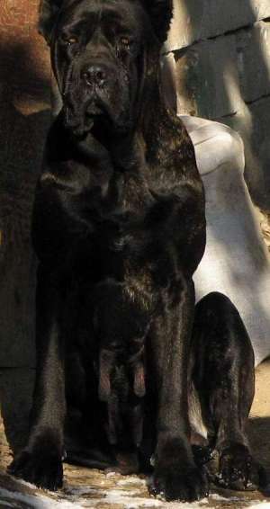 Cane Corso