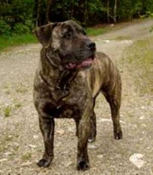 vand presa canario catei