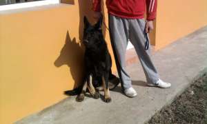 lup alsacian