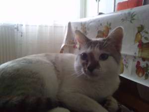Pisoi rasa Ragdoll de vinzare