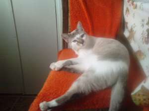 Pisoi rasa Ragdoll de vinzare