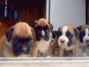 vand pui de boxer