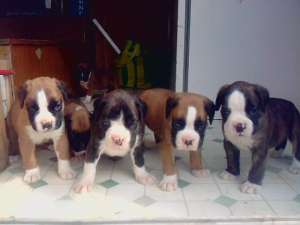 vand pui de boxer