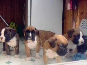 vand pui de boxer