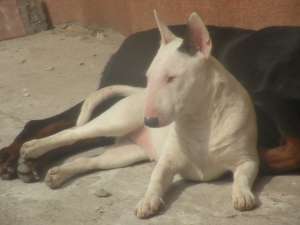 vand bull terrier miniature