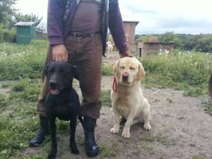 vand pereche labrador