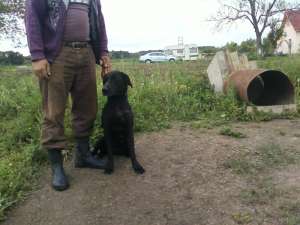 vand pereche labrador