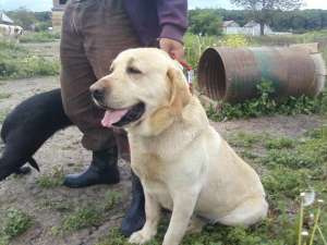 vand pereche labrador