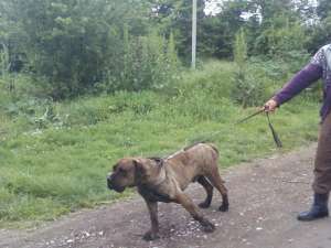 vand presa canario