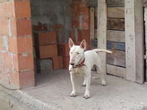 vand bull terrier