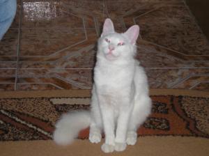 adopt-cumpar pisica persana
