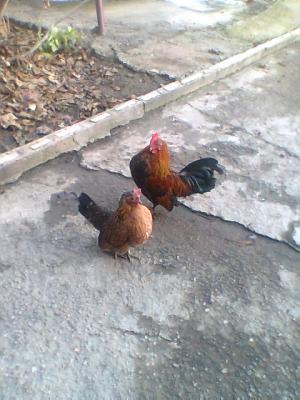 vind gainuse si cocosei pitici ceabo
